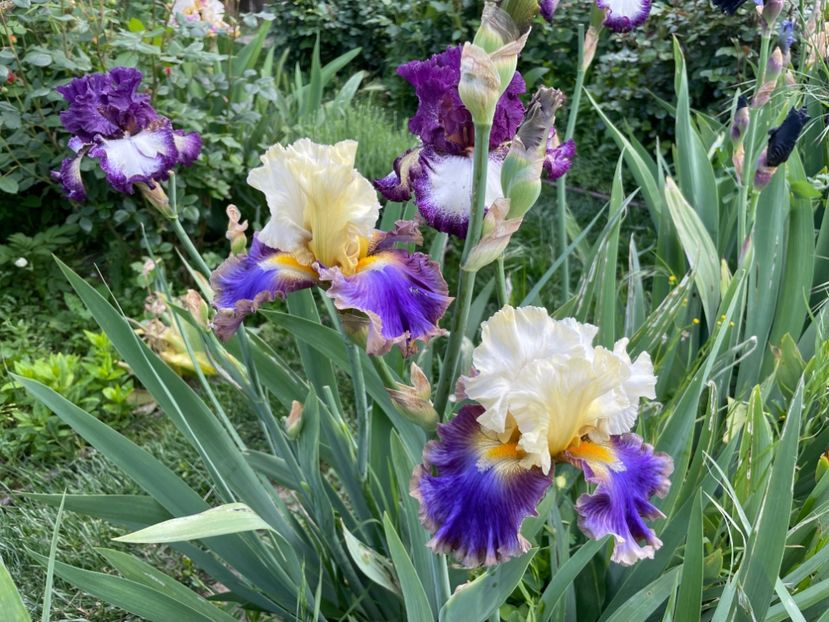  - 0005 - Gradina - 2025