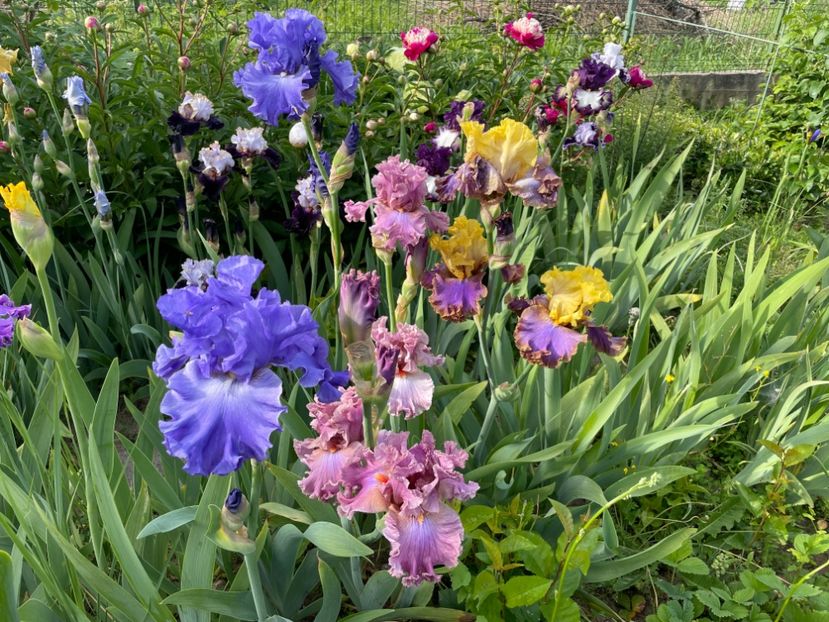  - 0005 - Gradina - 2025