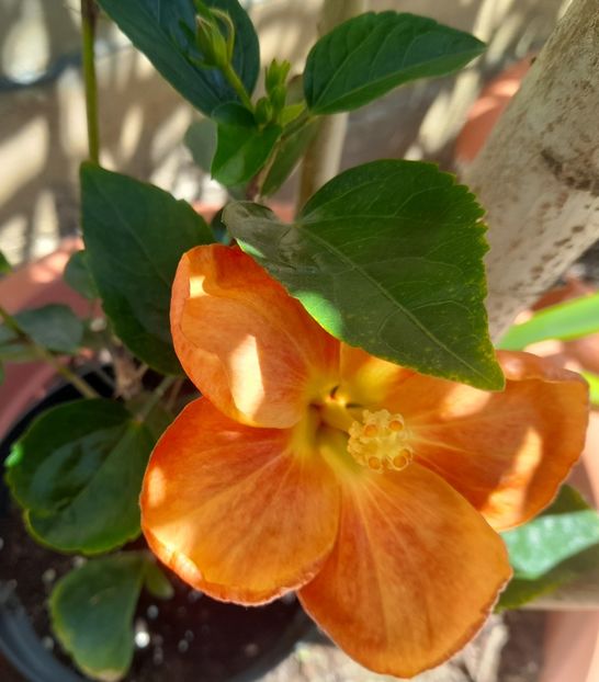  - 1111 Bucurii florale 2025