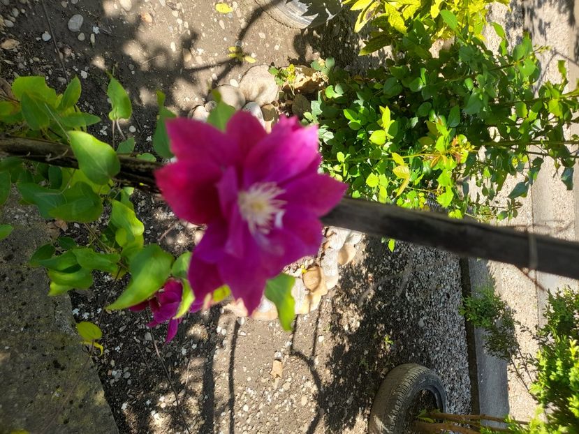  - 1111 Bucurii florale 2025