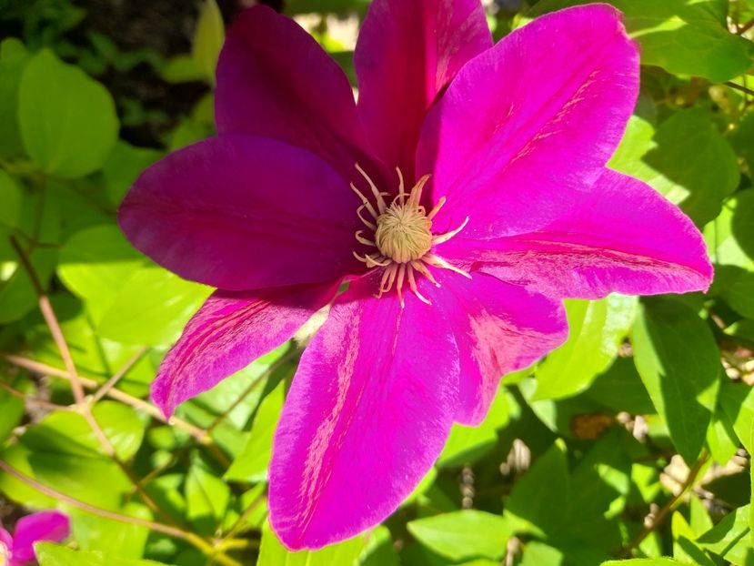  - 1111 Bucurii florale 2025