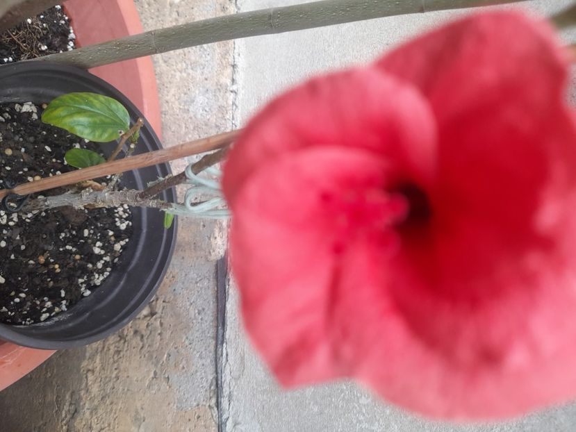  - 1111 Bucurii florale 2025