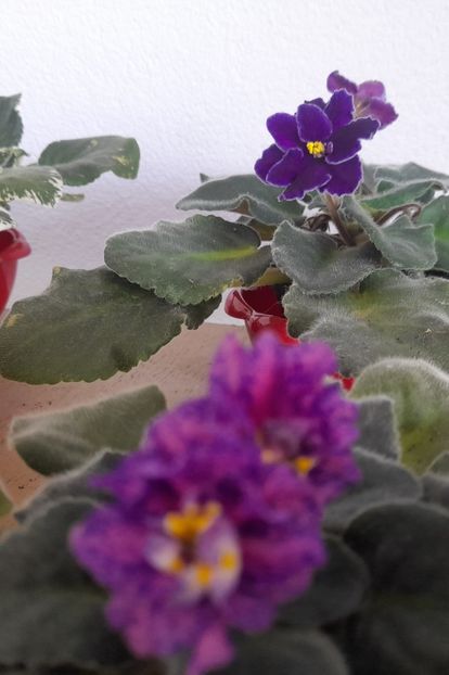  - 1111 Bucurii florale 2025