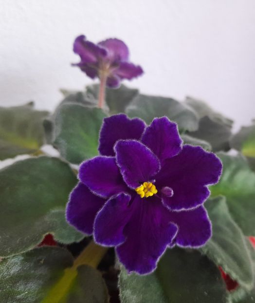  - 1111 Bucurii florale 2025