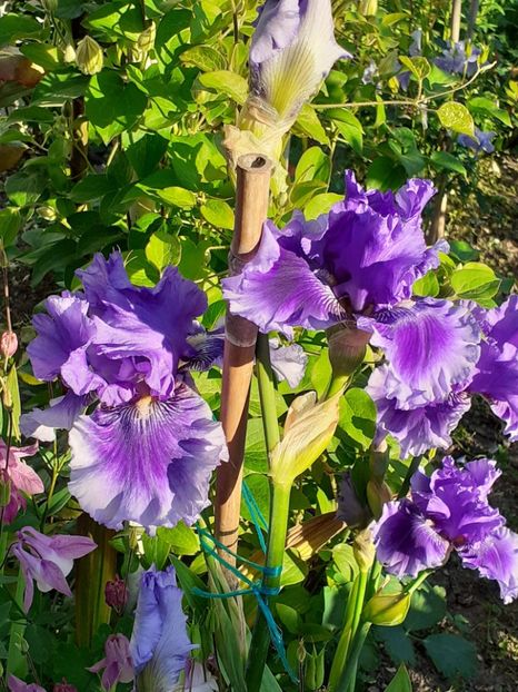  - IRIȘI 2024 - 2 _ 2025