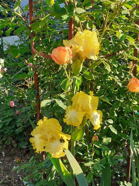  - IRIȘI 2024 - 2 _ 2025