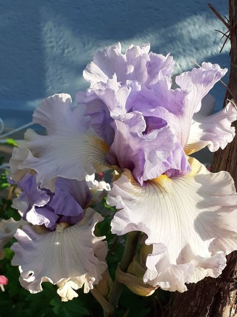  - IRIȘI 2024 - 2 _ 2025