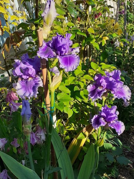  - IRIȘI 2024 - 2 _ 2025