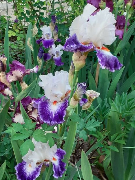  - IRIȘI 2024 - 2 _ 2025