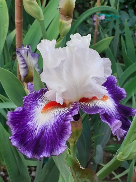  - IRIȘI 2024 - 2 _ 2025