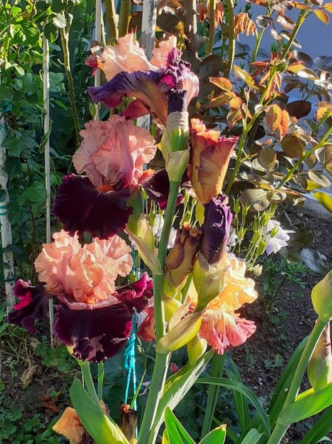  - IRIȘI 2024 - 2 _ 2025