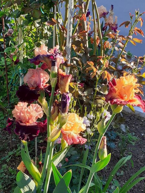  - IRIȘI 2024 - 2 _ 2025