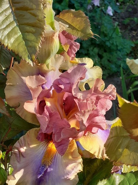  - IRIȘI 2024 - 2 _ 2025