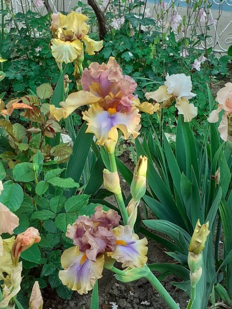  - IRIȘI 2024 - 2 _ 2025