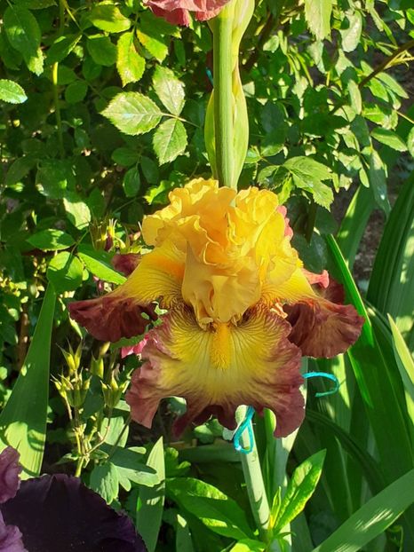  - IRIȘI 2024 - 2 _ 2025