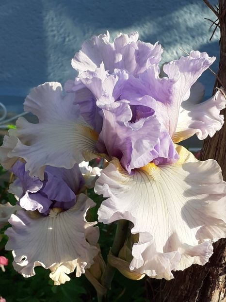  - IRIȘI 2024 - 2 _ 2025