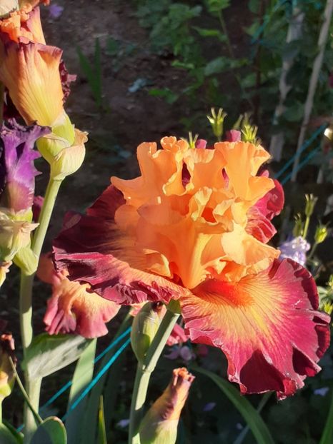  - IRIȘI 2024 - 2 _ 2025