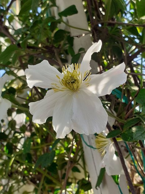  - Clematis Montana Prosperity 2022- 2023
