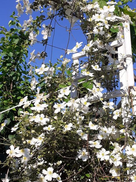  - Clematis Montana Prosperity 2022- 2023