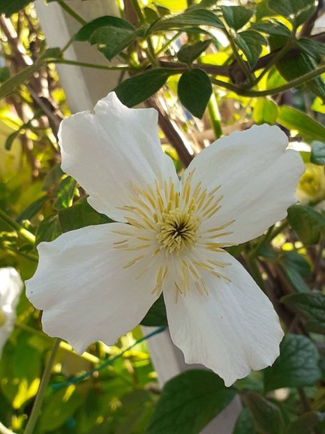  - Clematis Montana Prosperity 2022- 2023