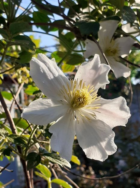  - Clematis Montana Prosperity 2022- 2023