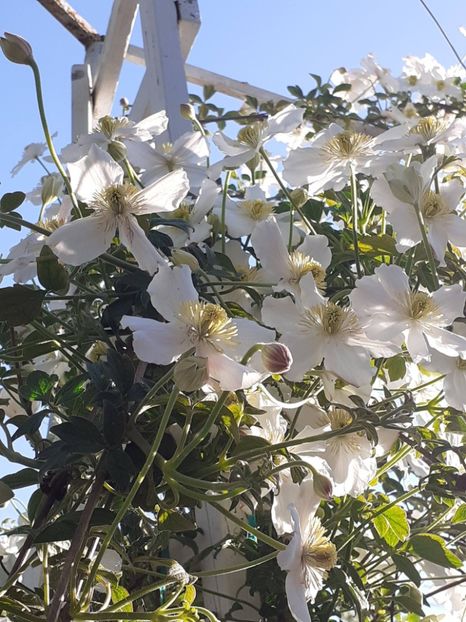  - Clematis Montana Prosperity 2022- 2023