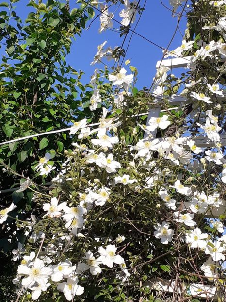  - Clematis Montana Prosperity 2022- 2023
