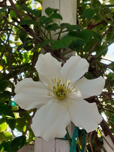  - Clematis Montana Prosperity 2022- 2023