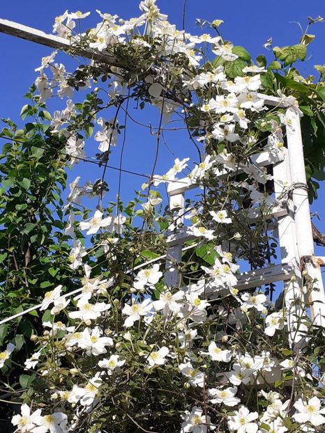  - Clematis Montana Prosperity 2022- 2023