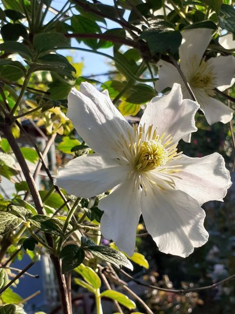  - Clematis Montana Prosperity 2022- 2023