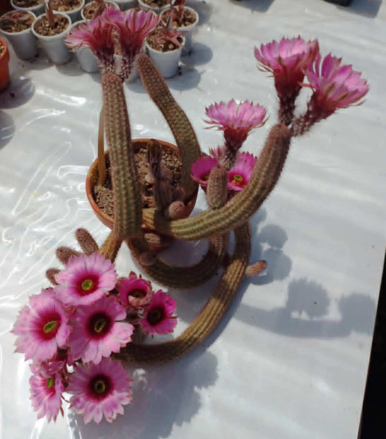 Wilcoxia schmolii nerispina x fitchii - Wilcoxia schmolii nerispina x fitchii