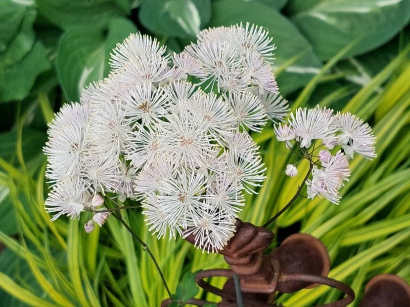  - 2025 mai continuare