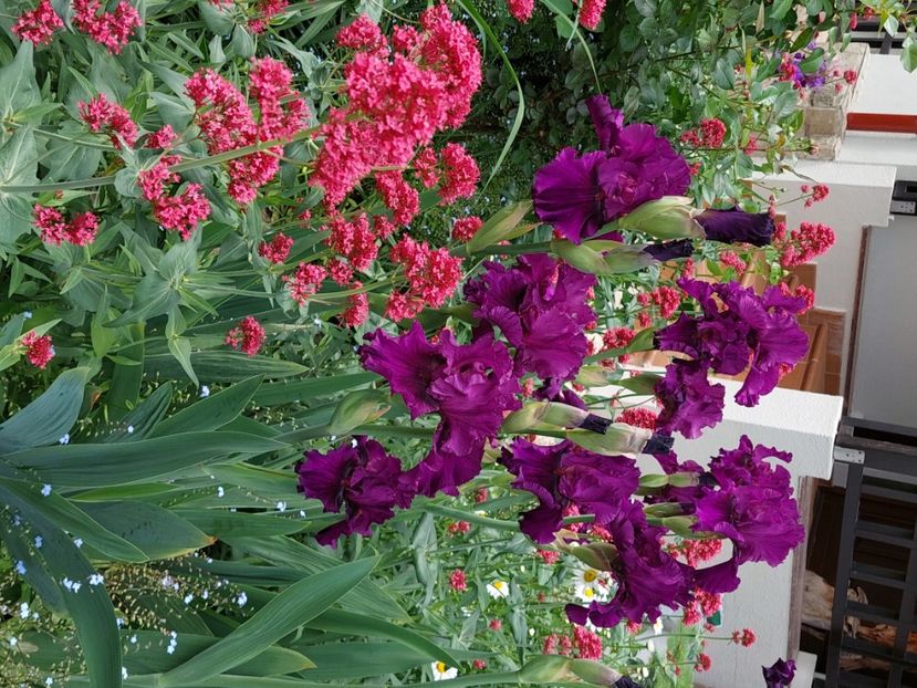  - 2025 mai continuare