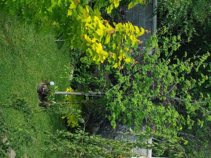  - 2025 mai continuare