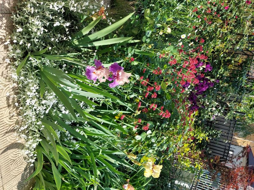  - 2025 mai continuare