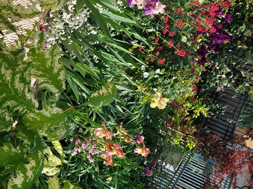  - 2025 mai continuare