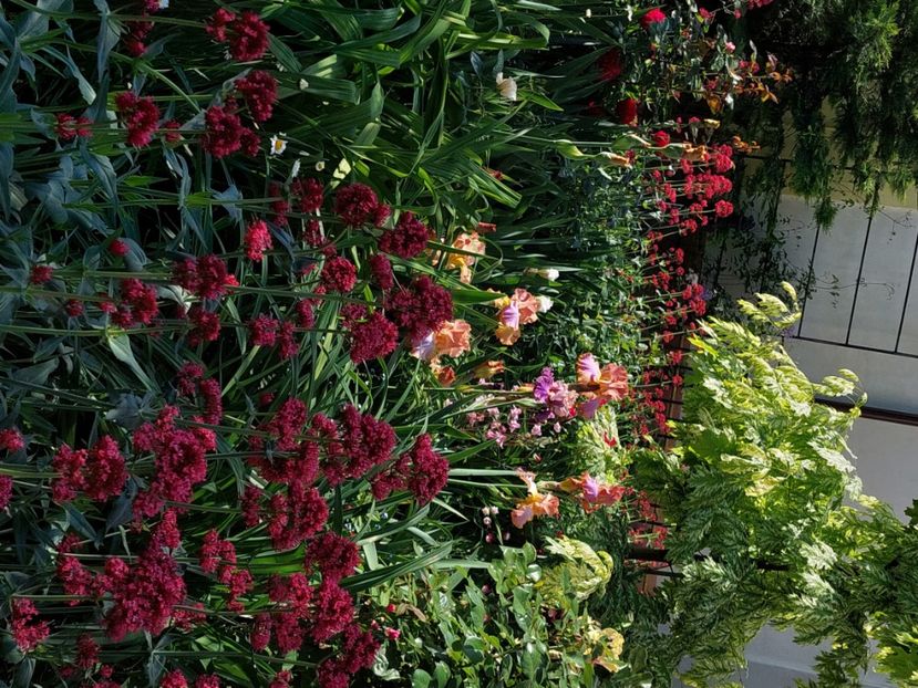  - 2025 mai continuare