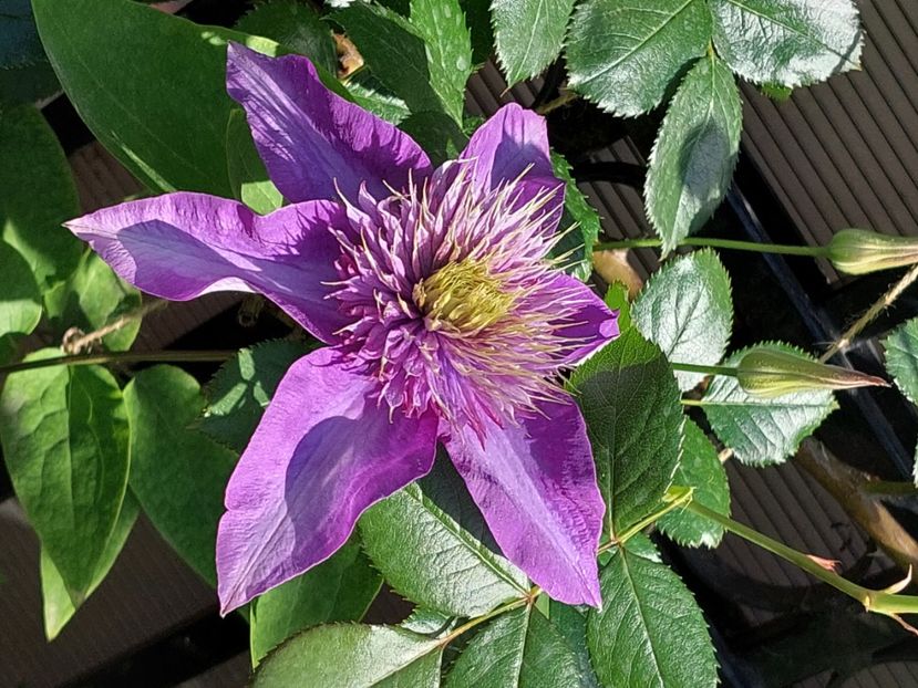  - 2025 mai continuare