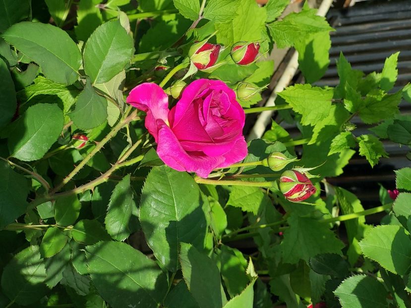  - 2025 mai continuare