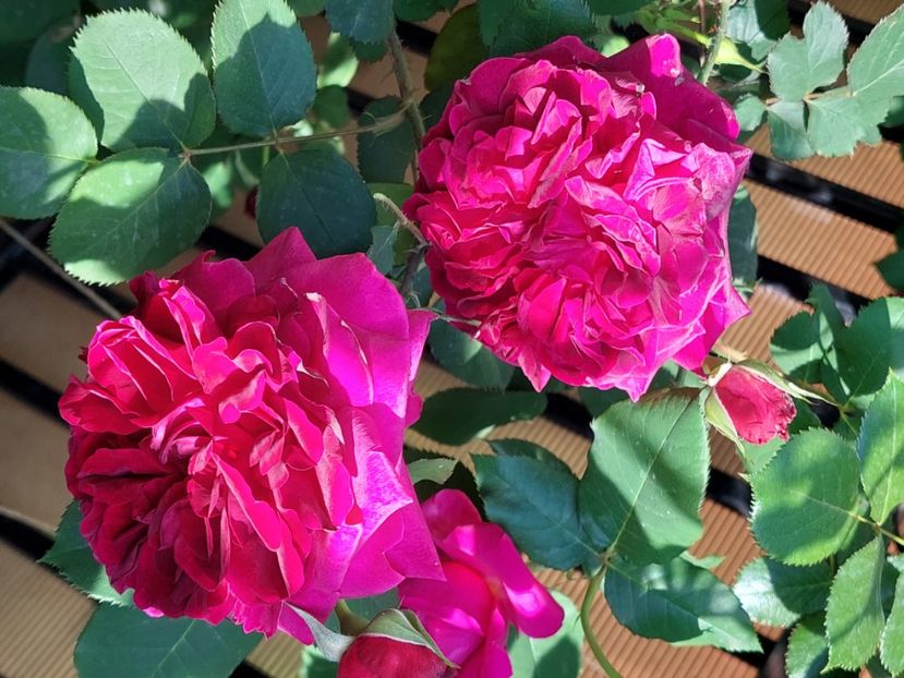  - 2025 mai continuare