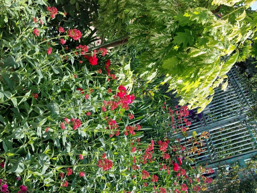  - 2025 mai continuare