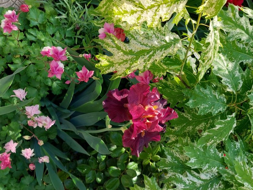  - 2025 mai continuare