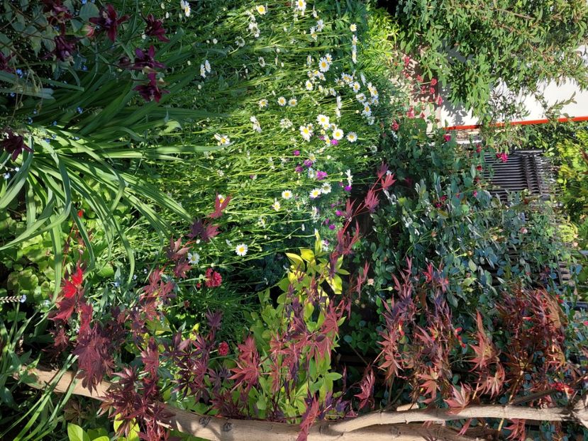  - 2025 mai continuare