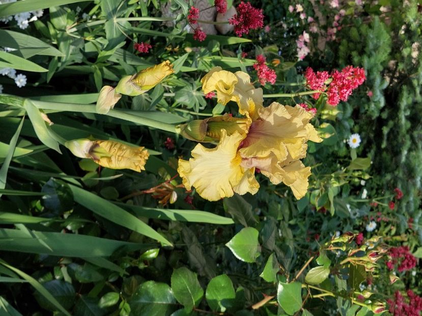  - 2025 mai continuare