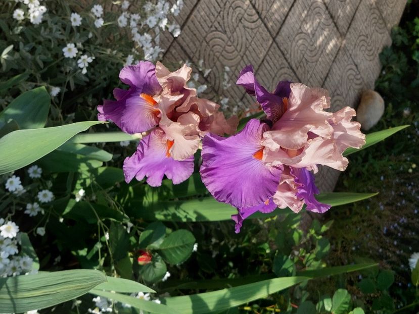  - 2025 mai continuare