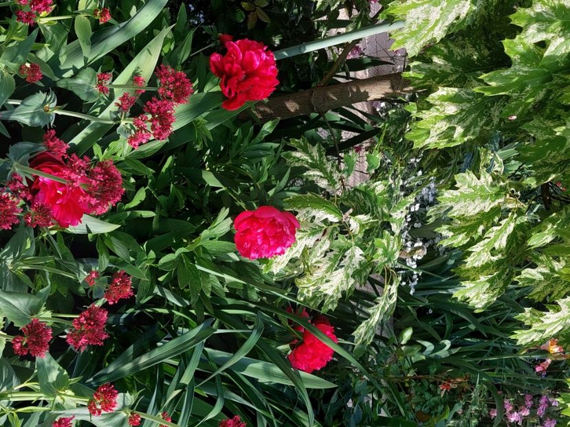  - 2025 mai continuare