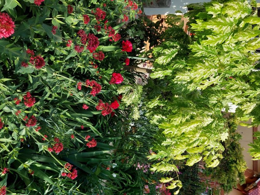  - 2025 mai continuare