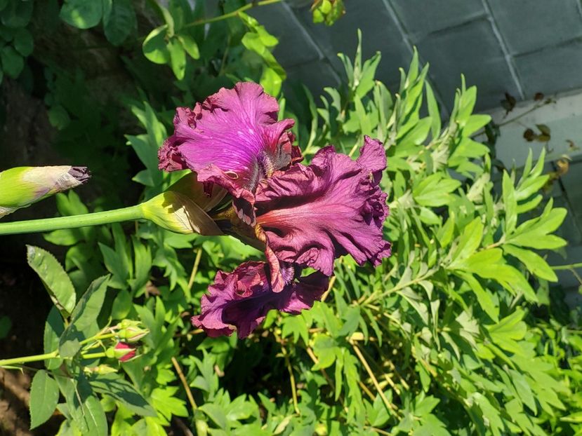  - 2025 mai continuare