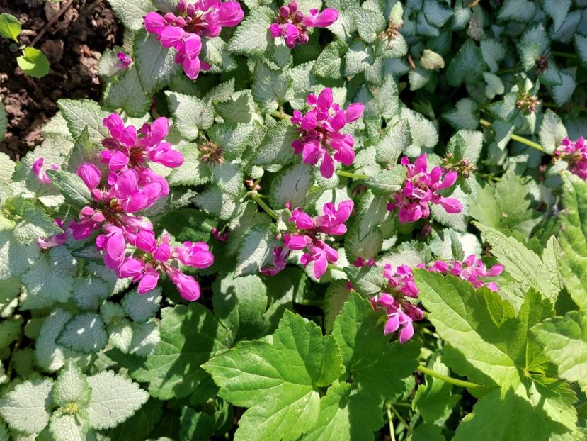  - 2025 mai continuare