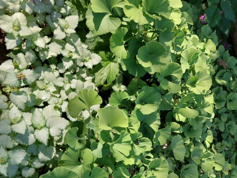  - 2025 mai continuare